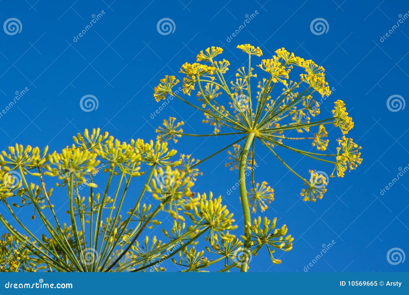 Dill flower stock image. Image of blossom, botany, plant 10569665