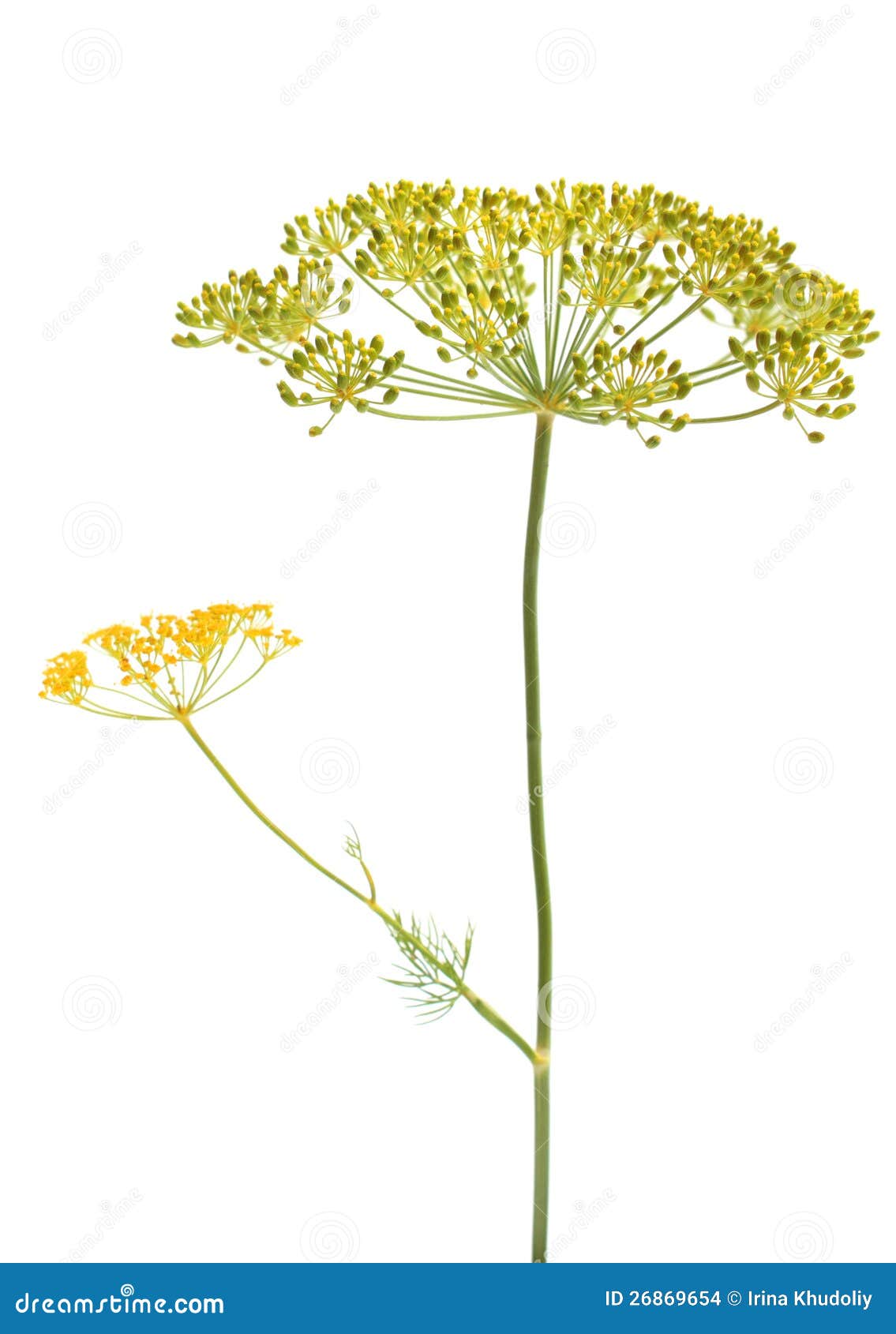 Dill flower stock photo. Image of plant, freshness, food 26869654