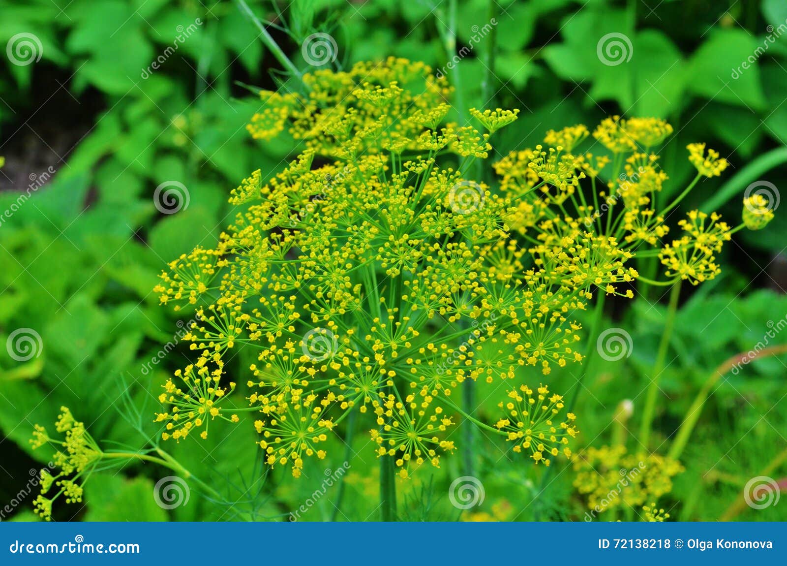 Dill flower stock photo. Image of heaviest, colorful 72138218