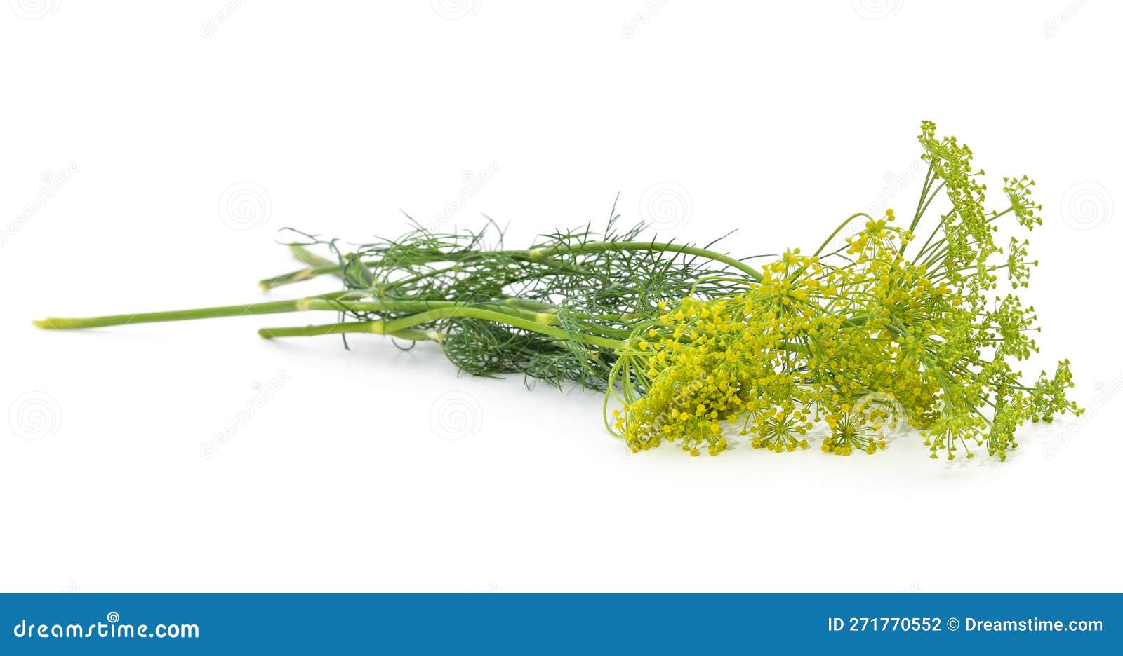 Dill with flower stock photo. Image of macro, condiment 271770552