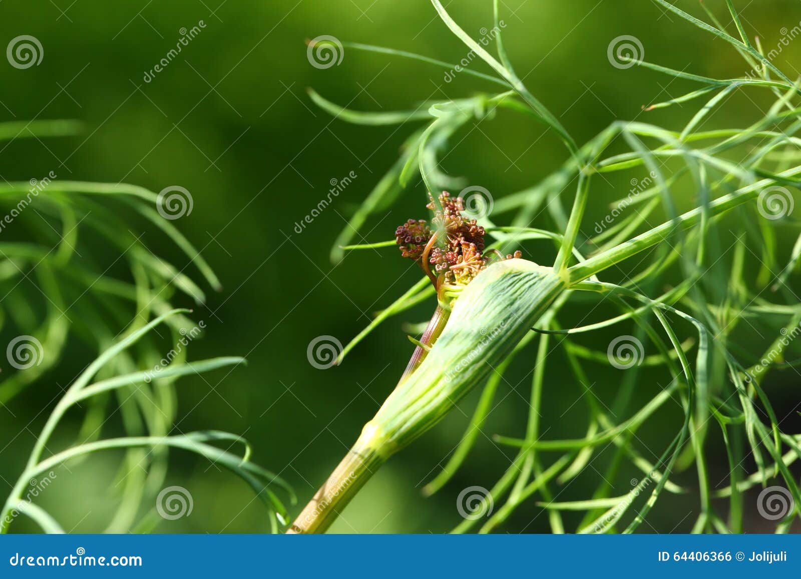 Dill flower ready to bloom stock photo. Image of flowering 64406366