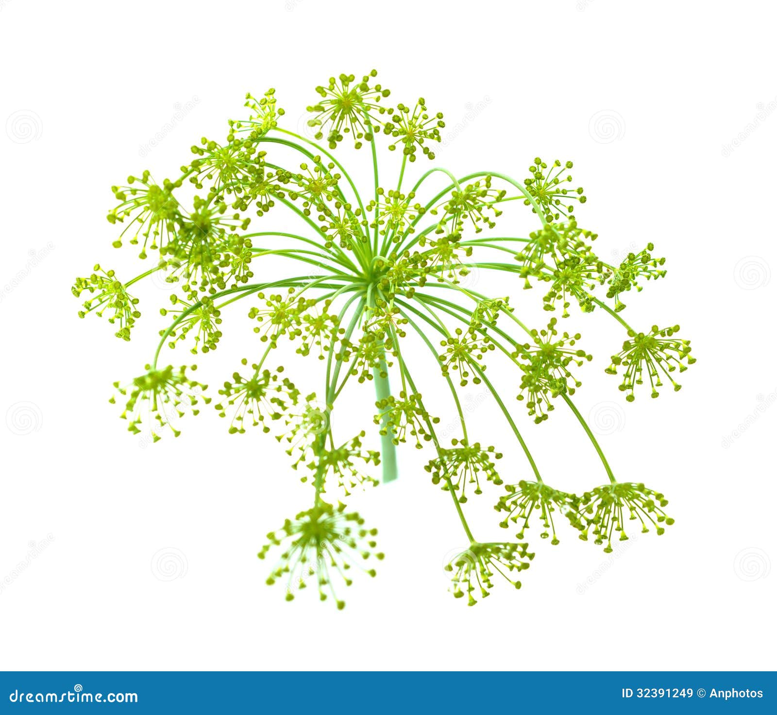 Dill flower stock image. Image of elements, botanical 32391249