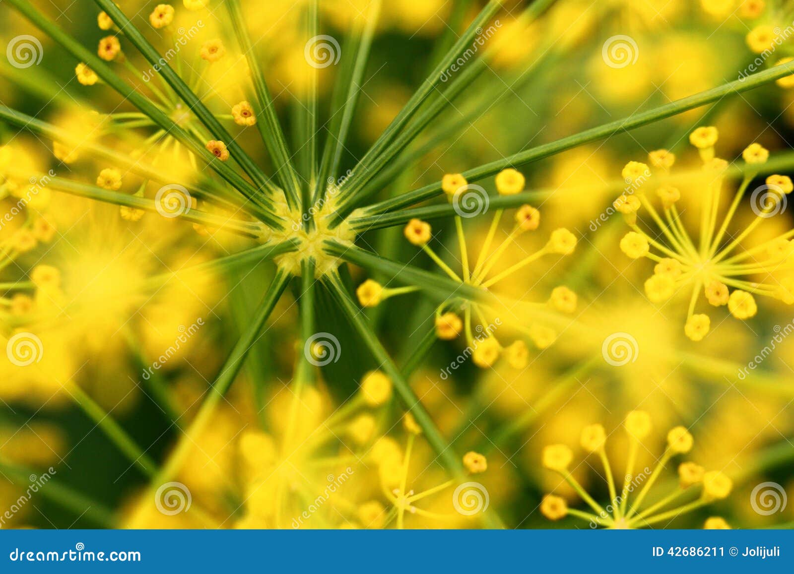 Dill flower stock image. Image of abstract, food, depth 42686211