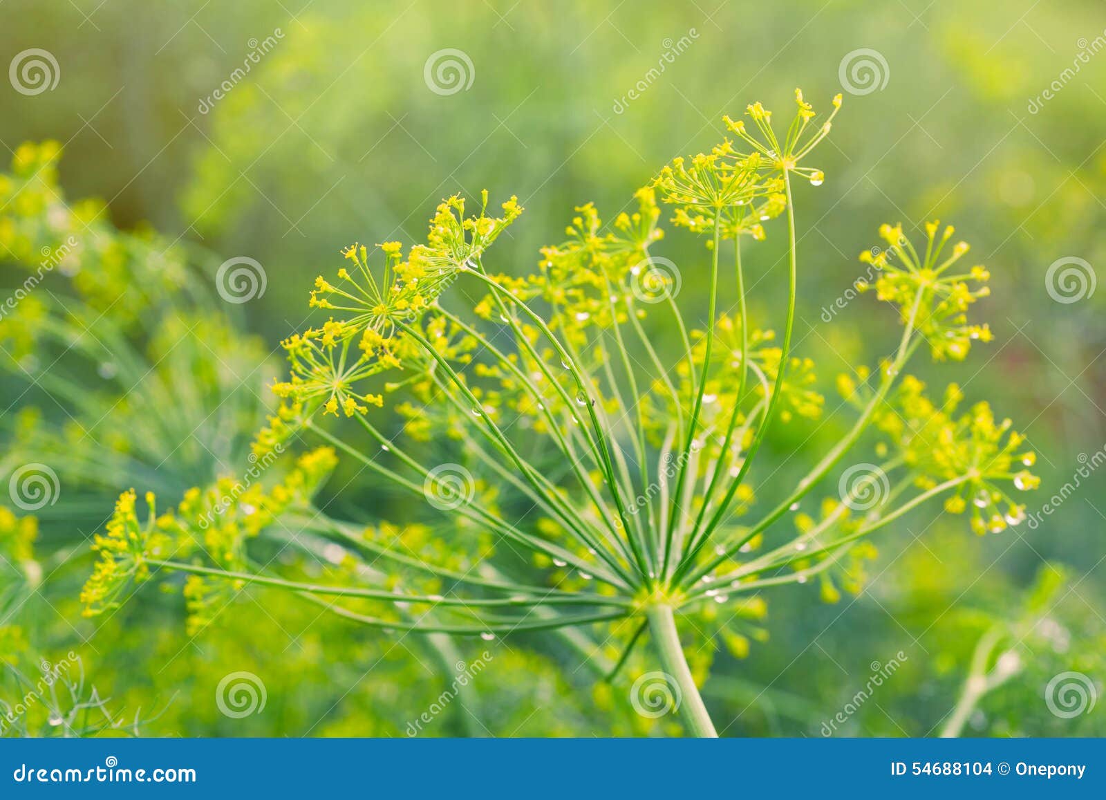 Dill stock photo. Image of medicine, organic, food, leaf 54688104