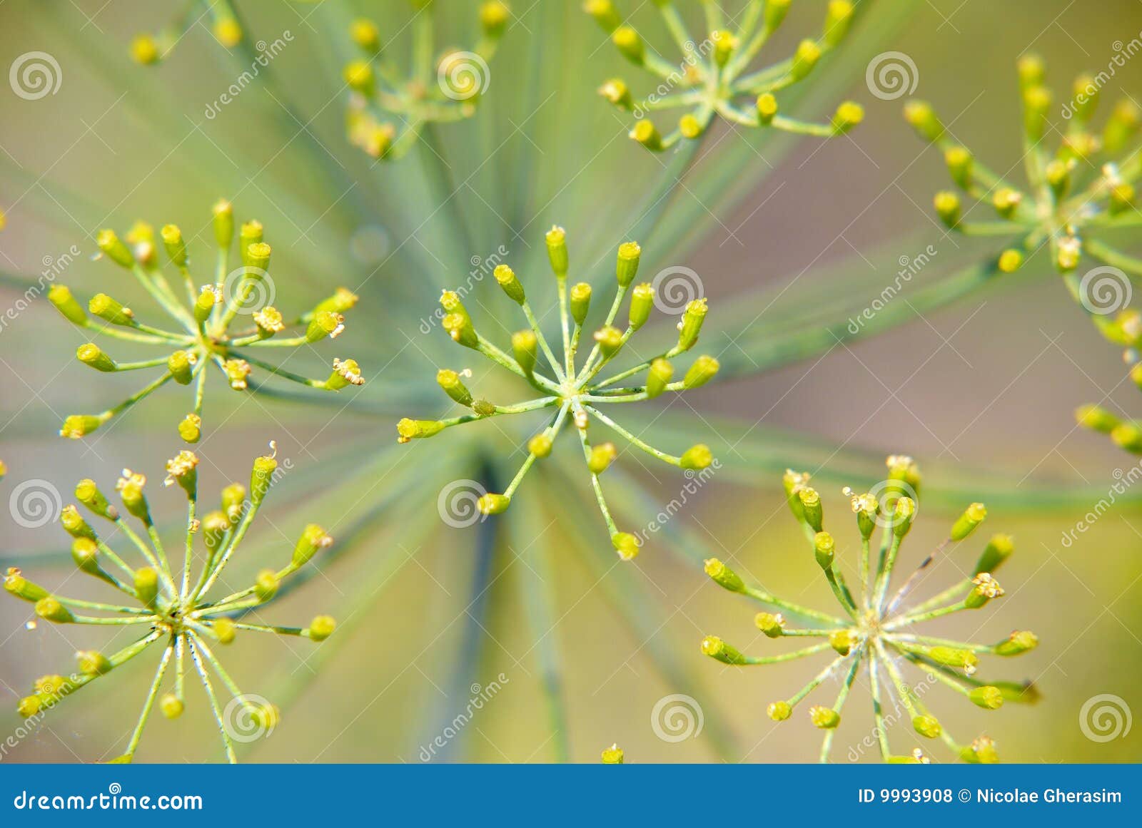 Dill flowers stock photo. Image of tiny, blossoming, closeup 9993908