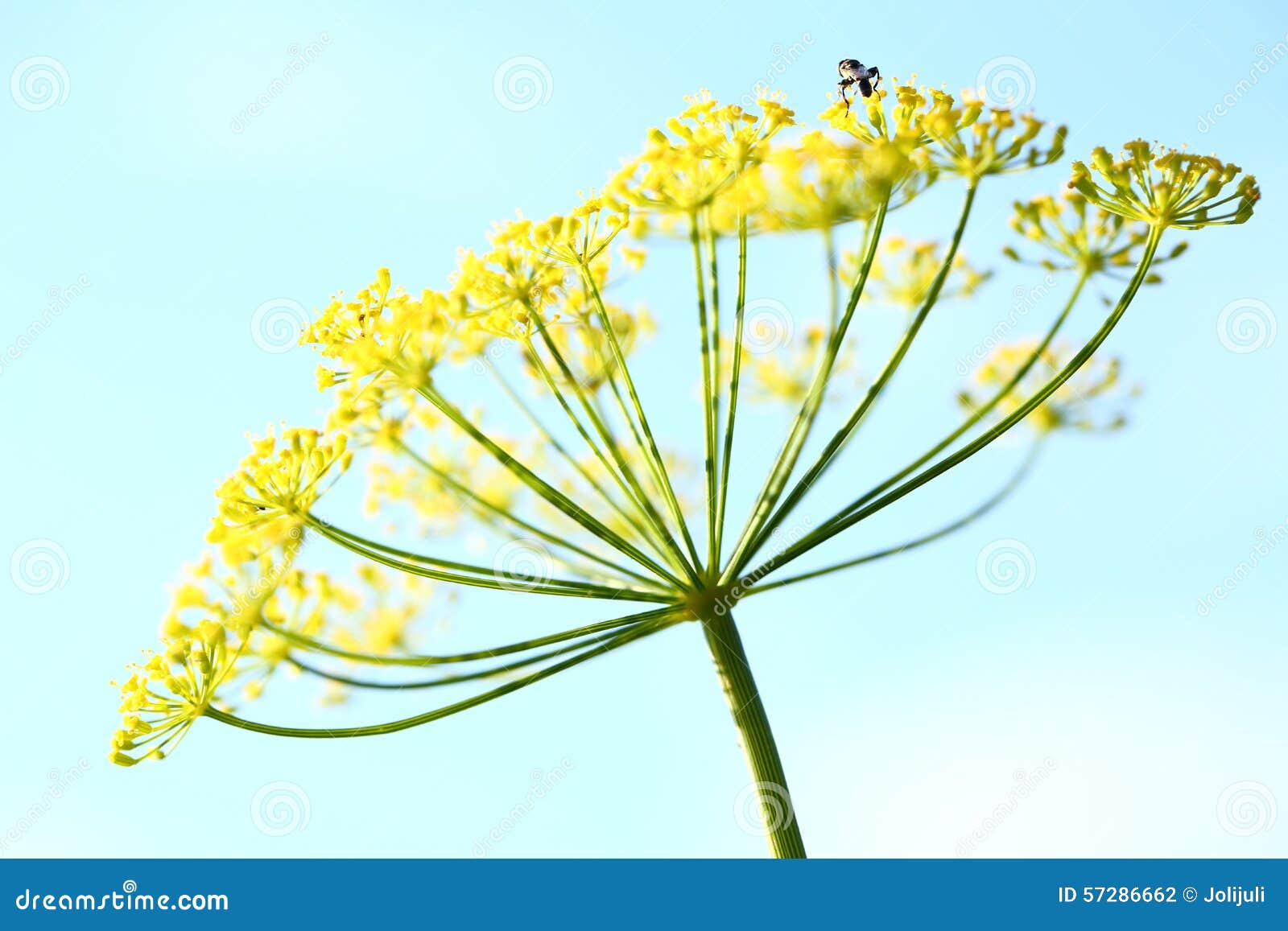 Dill flowers stock photo. Image of horizontal, close 57286662