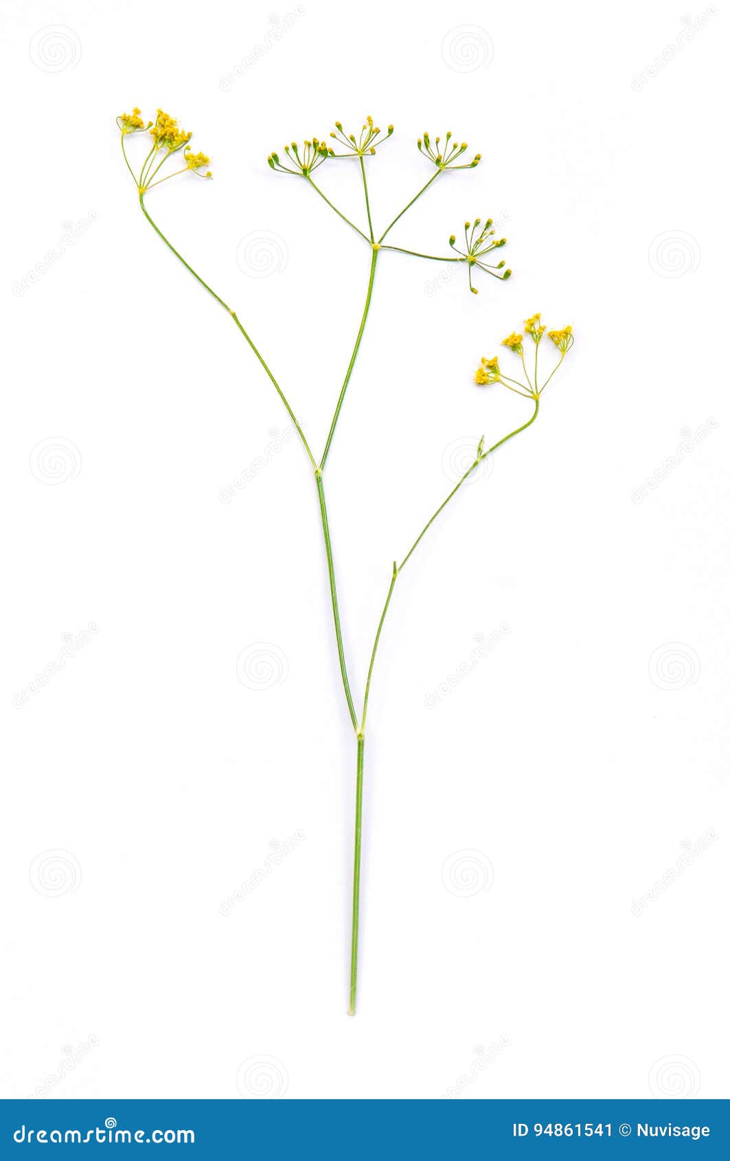 Dill flowers stock image. Image of environment, detail 94861541