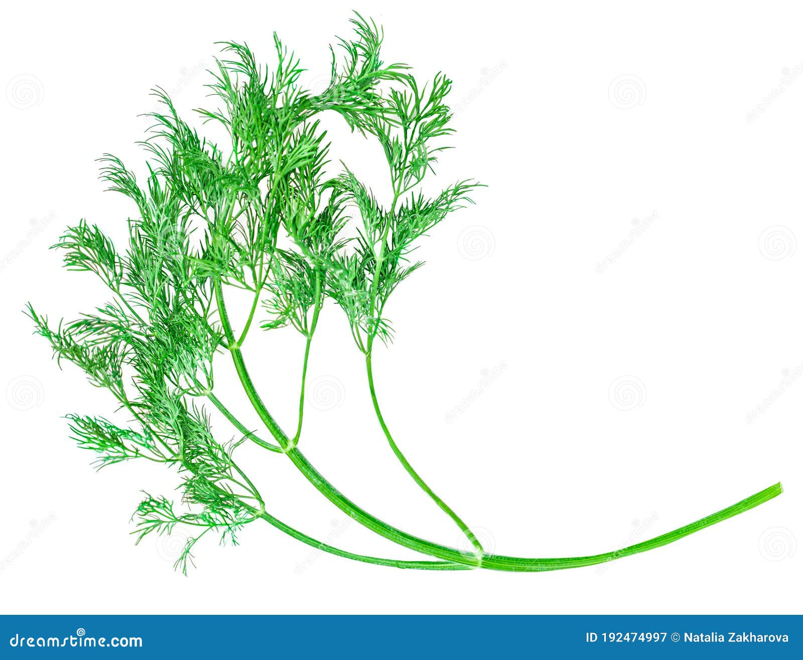 Dill. Fresh Dill Isolated on a White Background. Top View Stock Image