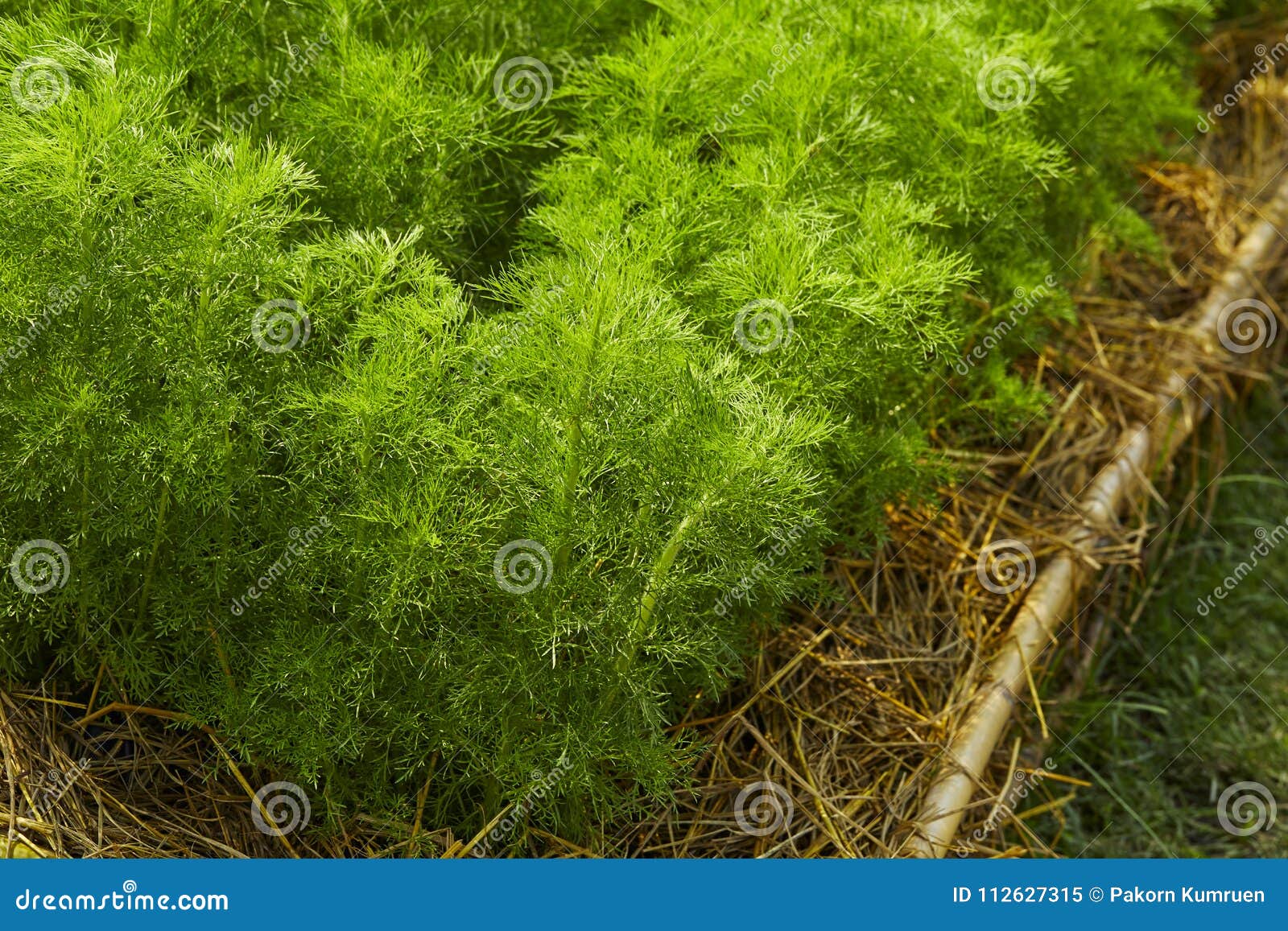Dill Fundo Da Folha Da Erva Imagem de Stock Imagem de alimento, fundo