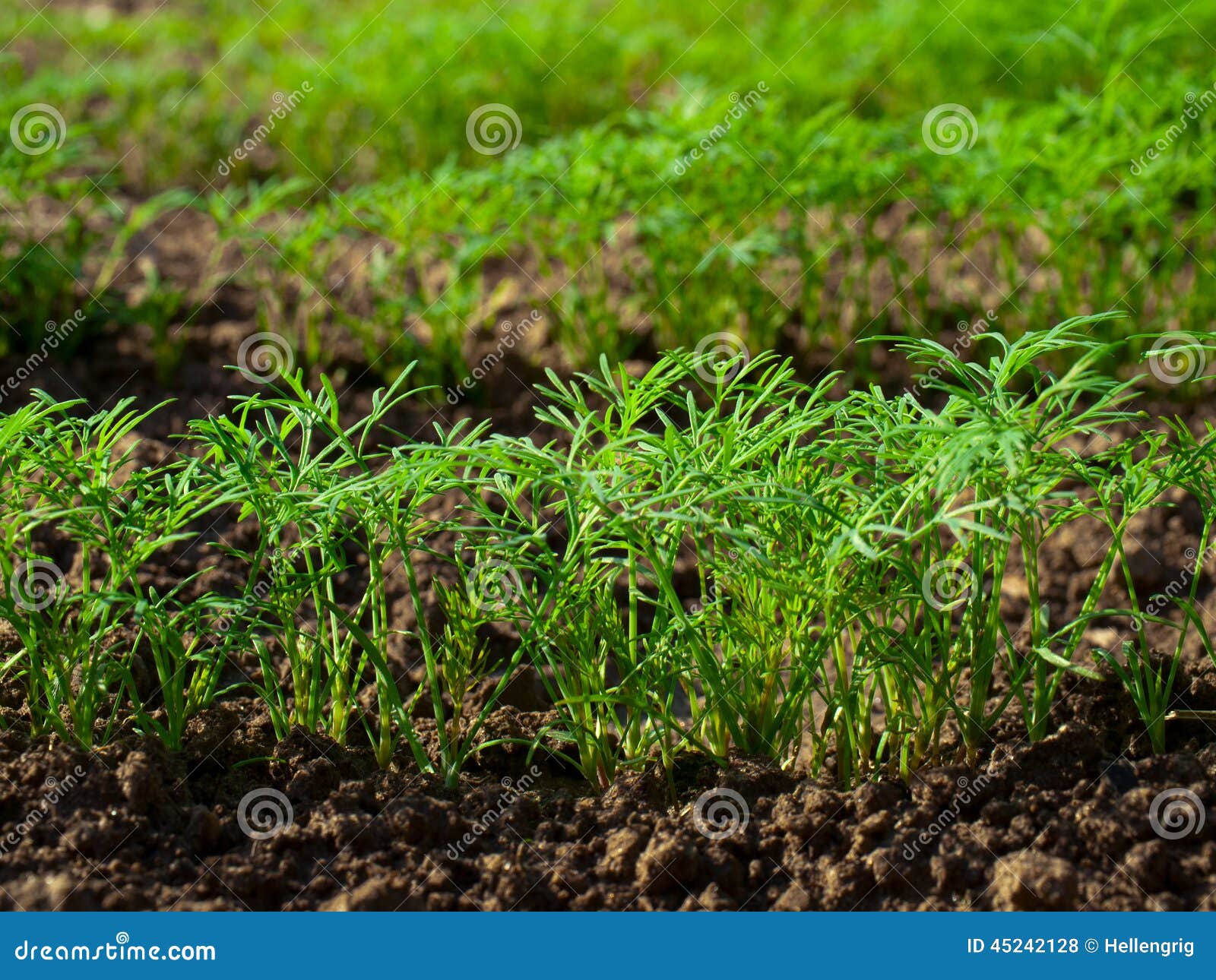 Dill stock photo. Image of natural, plant, leaves, healthy 45242128