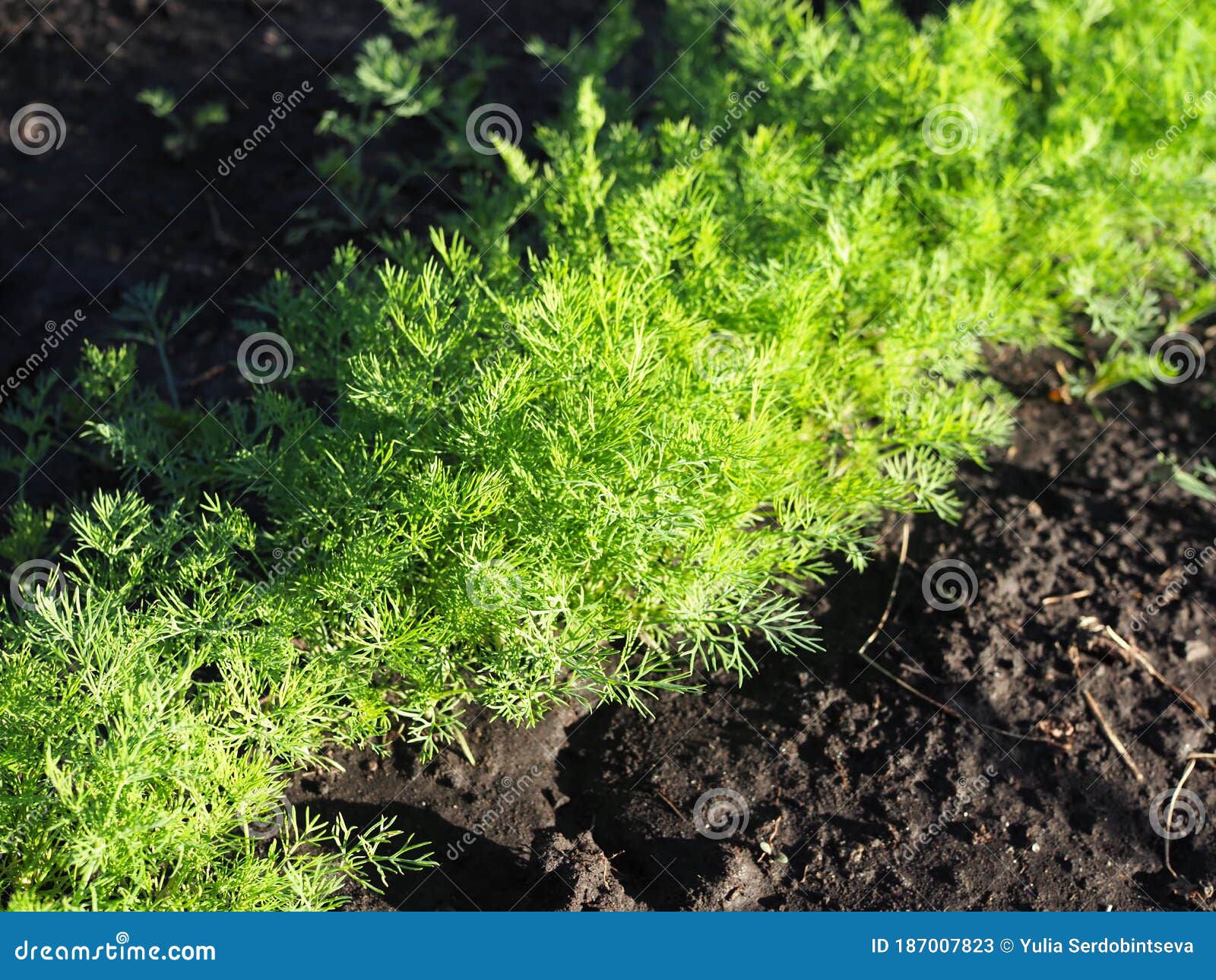 Dill Growing on the Vegetable Bed Closeup at Sunset Stock Image