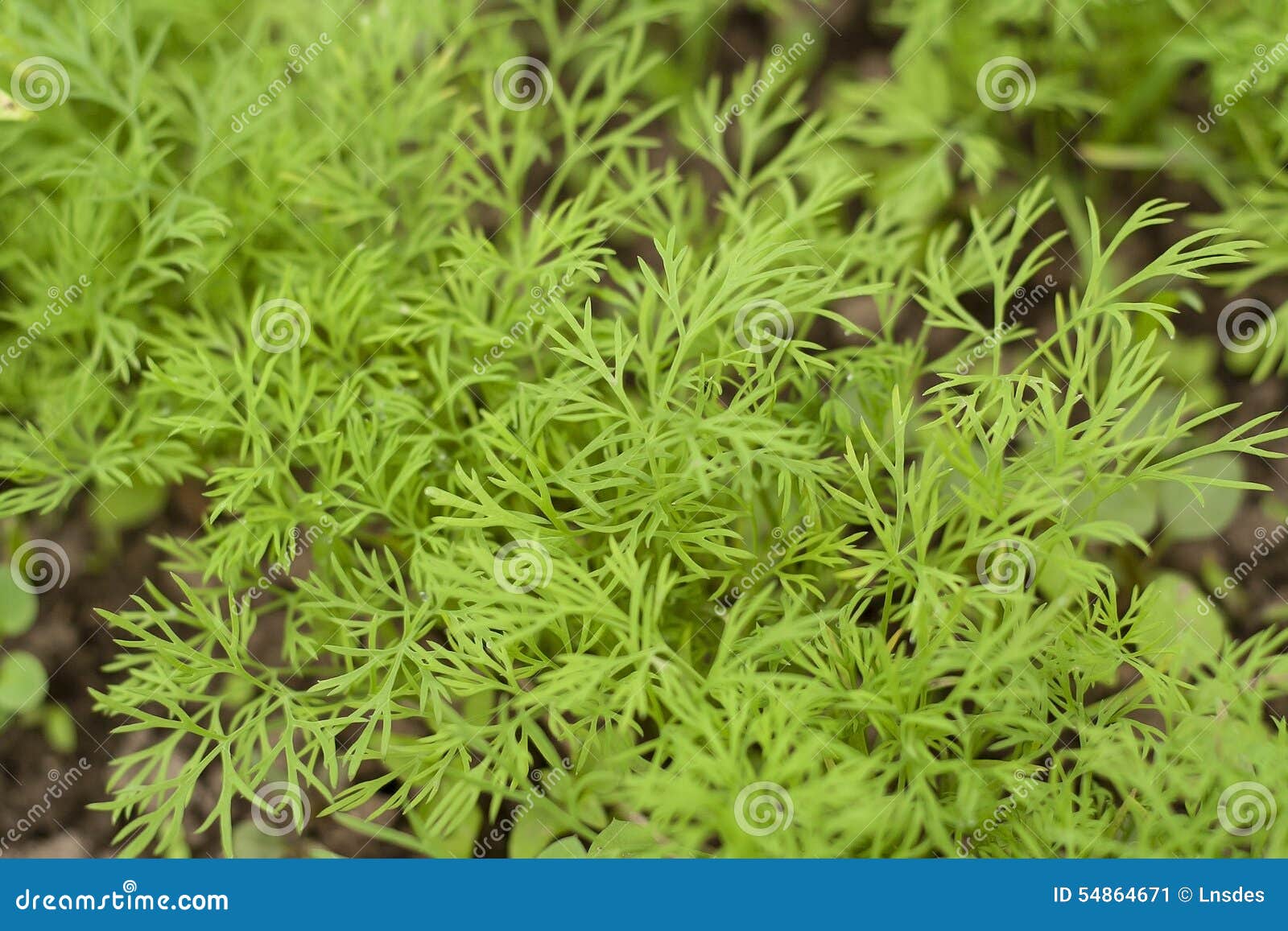 Dill Growing on the Vegetable Bed Stock Image Image of grow, herb