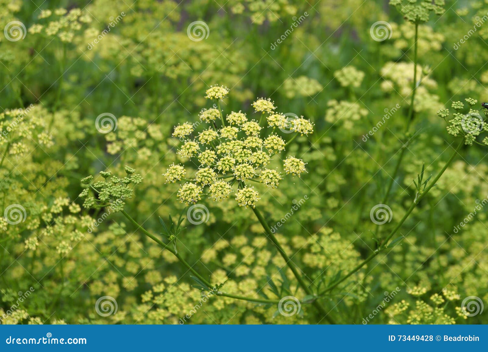 Dill Growing in the Vegetable Garden Stock Photo Image of agriculture