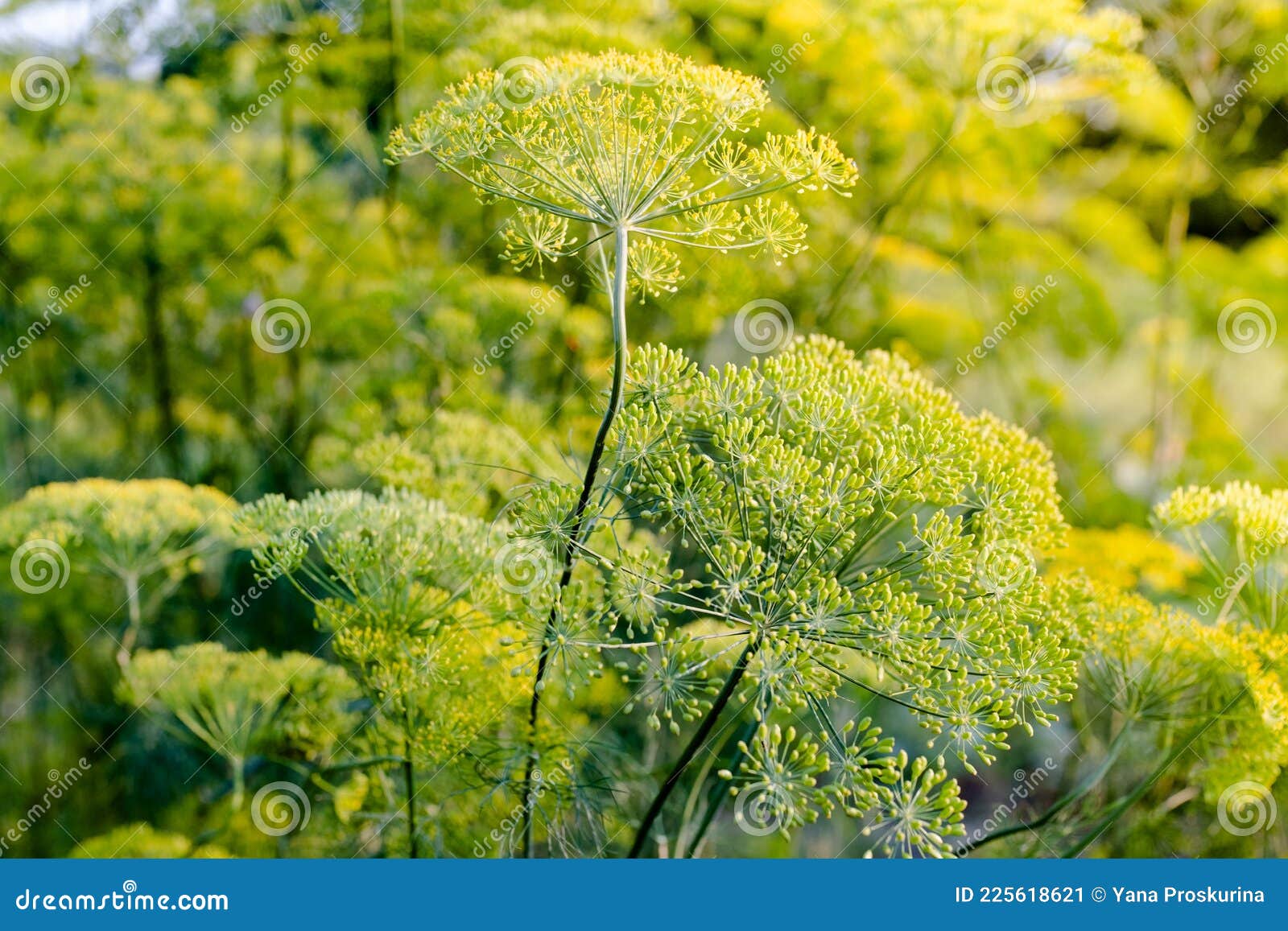 Dill grows in a garden bed stock image. Image of summer 225618621