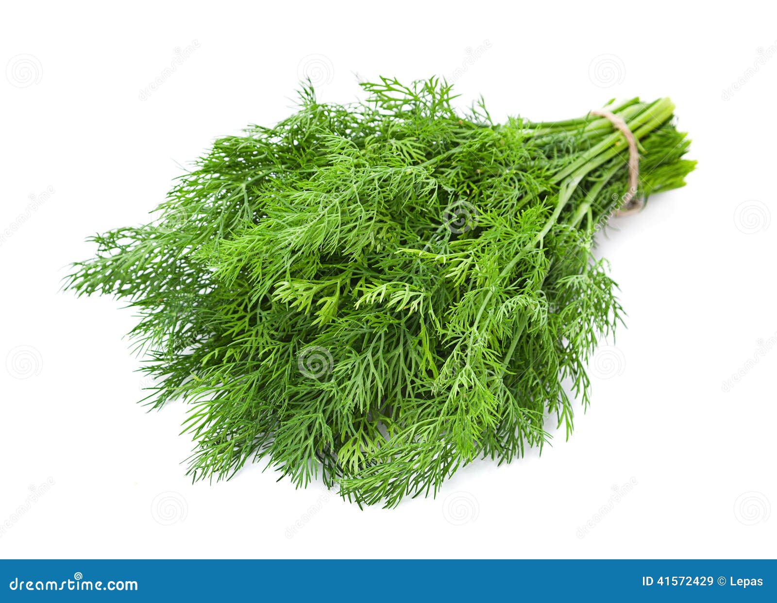 Dill herb closeup stock image. Image of green, plant 41572429