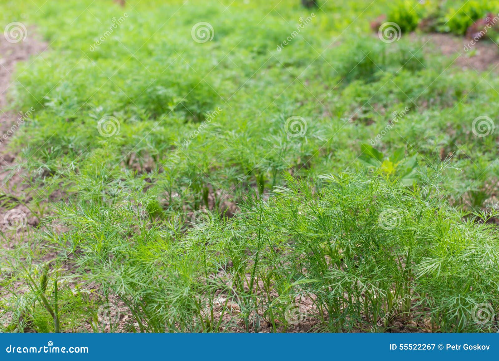 Dill herb growing on bed stock image. Image of vegetable 55522267