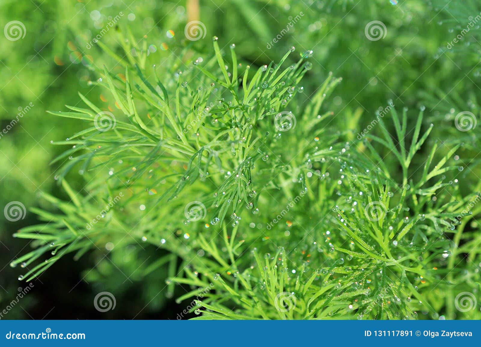 Dill Herb Growing in the Garden Stock Image Image of aroma