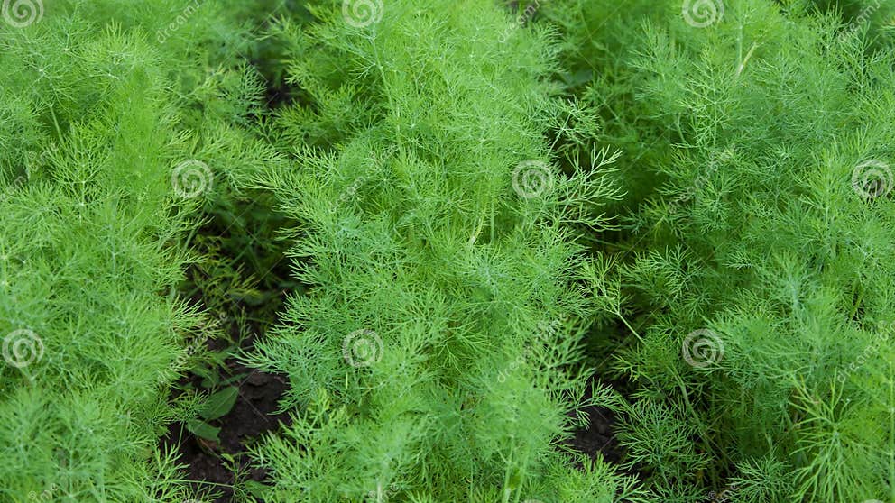 Dill herb stock image. Image of cuisine, diet, cultivate 32448229