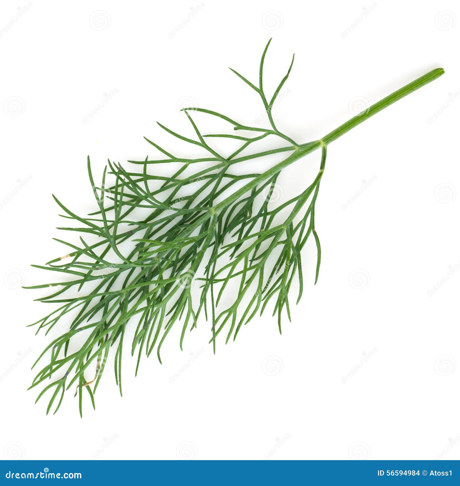 Dill stock photo. Image of fennel, food, herb, fresh 56594984