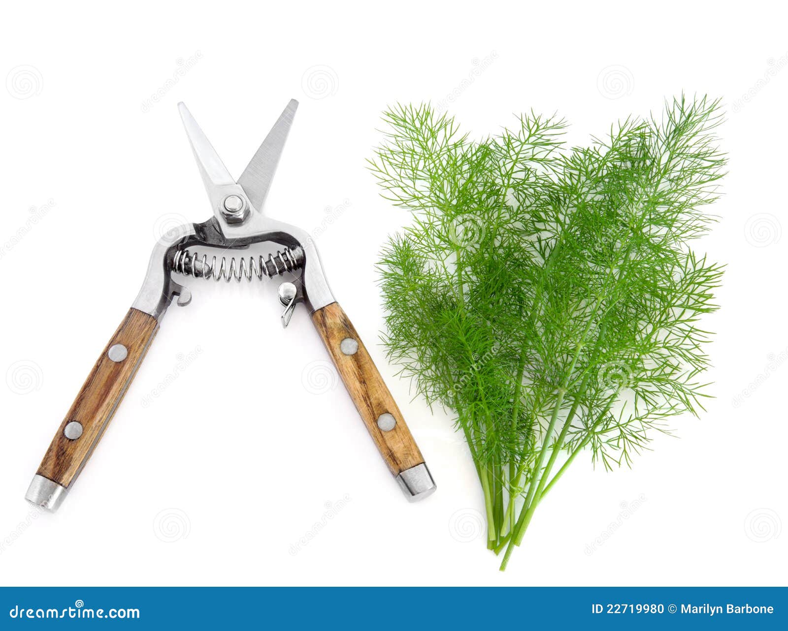 dill herb and secateurs