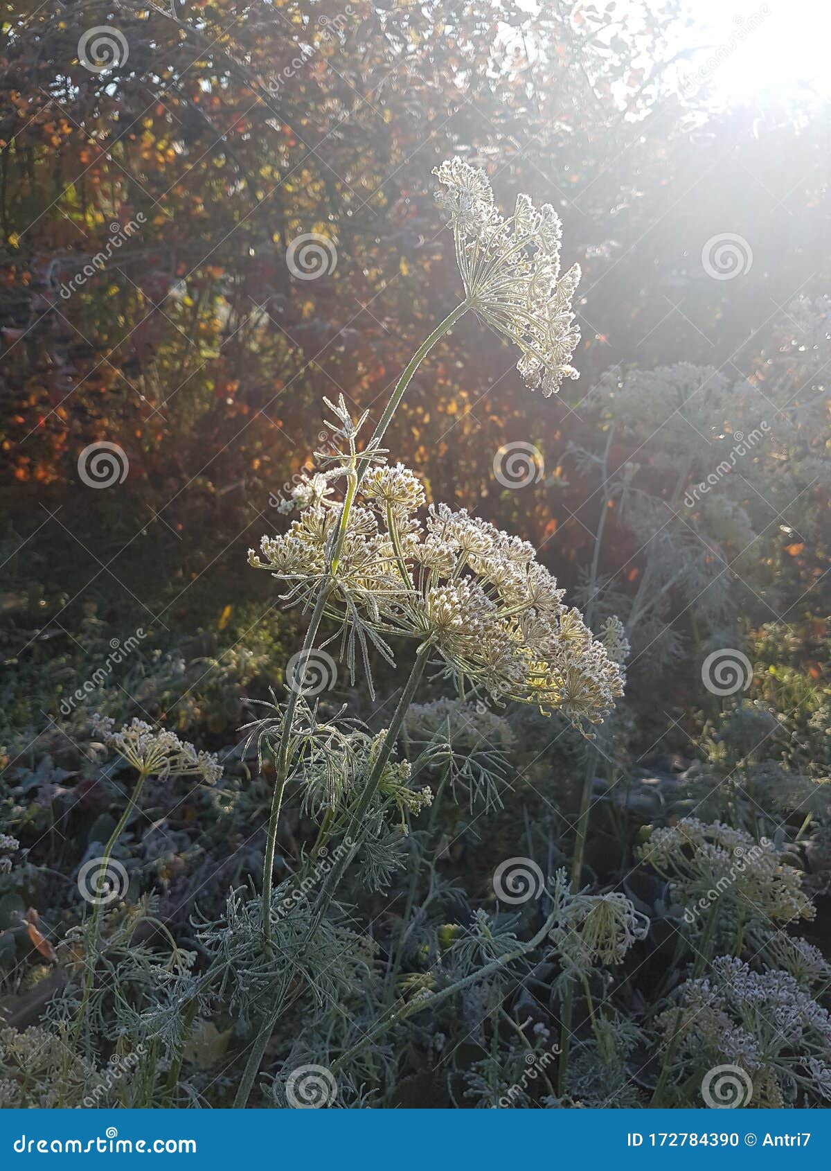 Dill Inflorescences Frost Autumn Stock Photo Image of autumn, nature 172784390