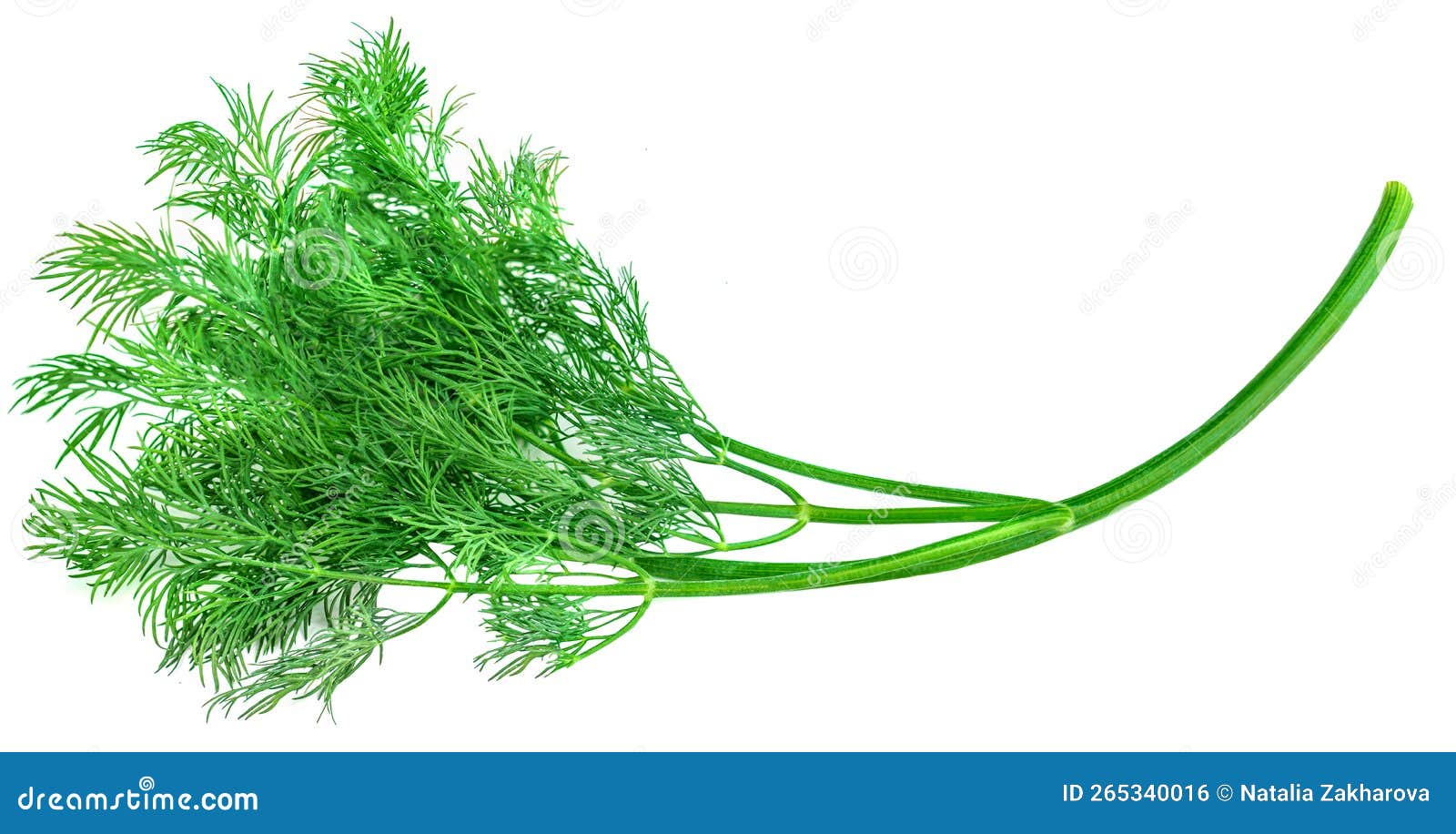 Dill Isolated on White Background. Bunch of Fresh Green Dill Macro