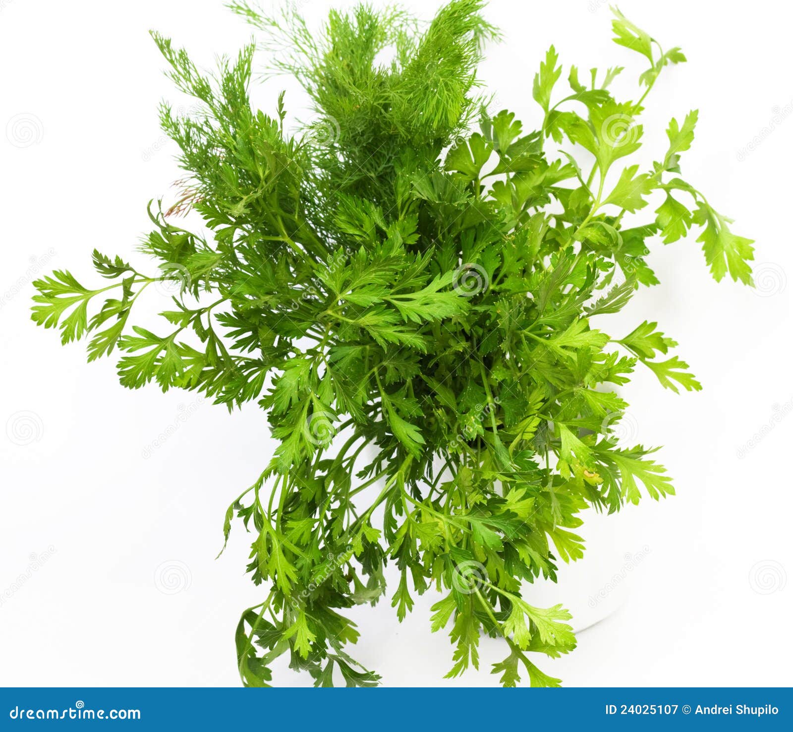 Dill and parsley stock image. Image of white, parsley 24025107