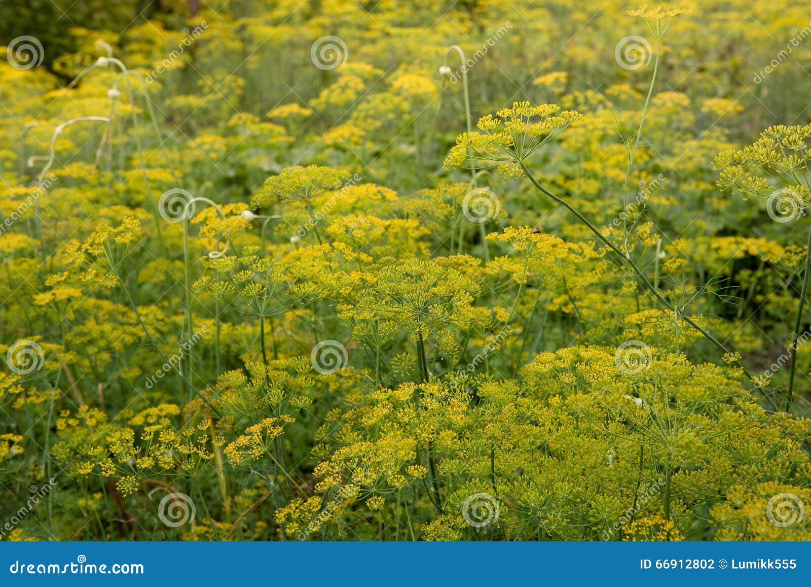 Dill plant. Fennel flower. stock photo. Image of macro 66912802