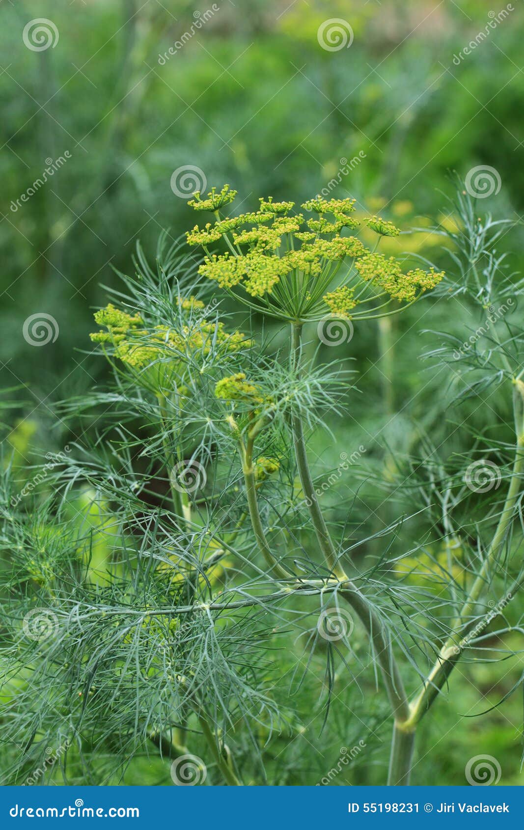 Dill plant and flower stock image. Image of floral, flower 55198231