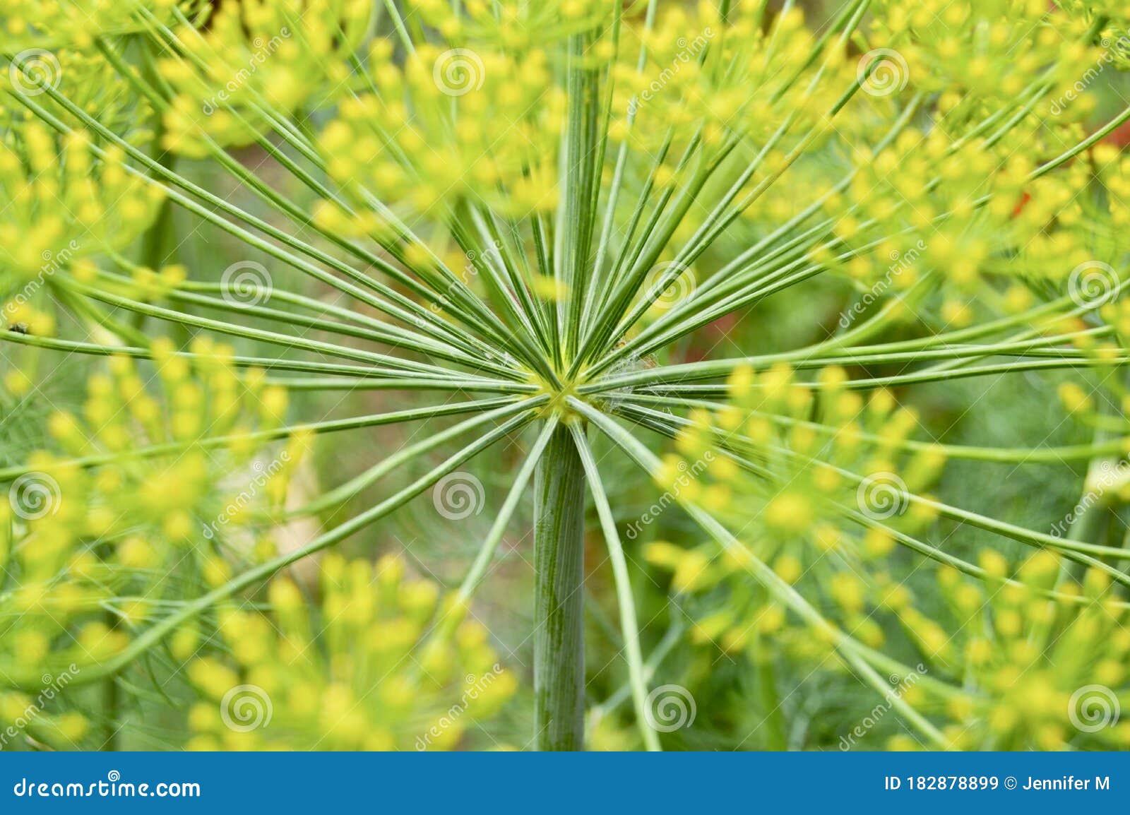 Dill plant stock image. Image of plant, flora, flower 182878899