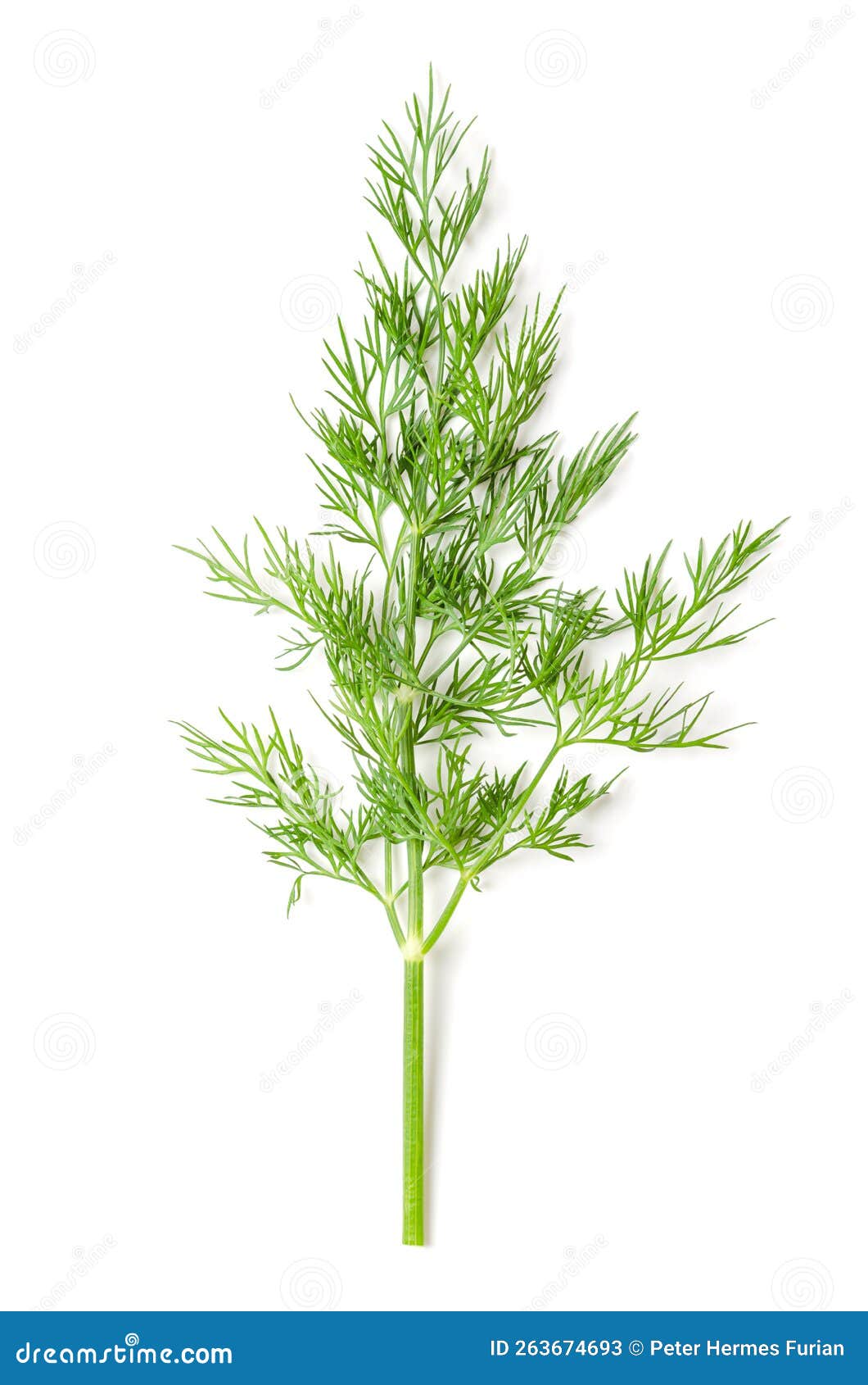 Dill Plant Stem with Leaves, Dill Weed or Dillweed, Culinary Herb Stock