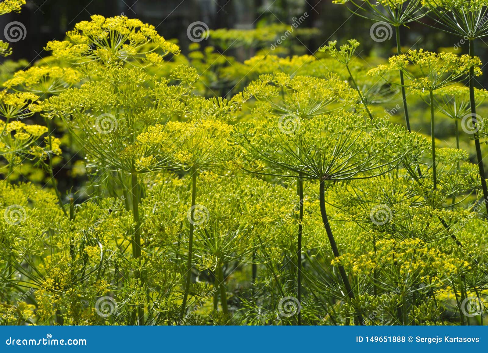 Dill plants stock photo. Image of fennel, ingredient 149651888