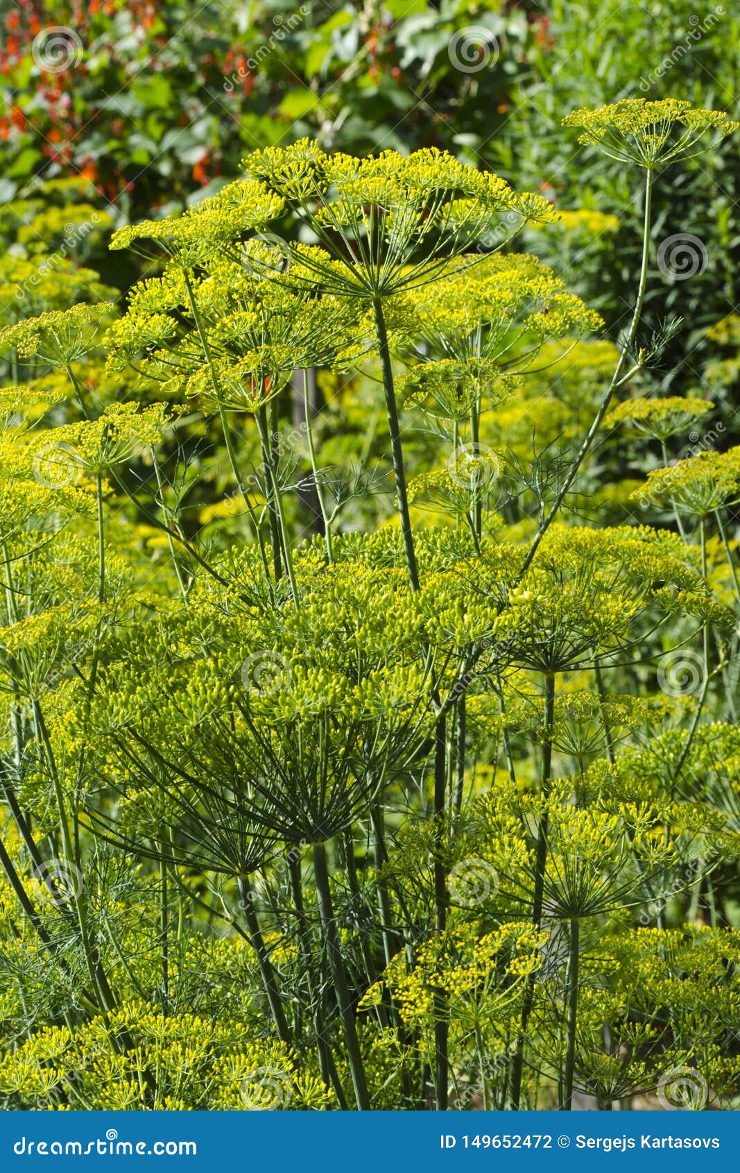 Dill plants stock photo. Image of nature, flowers, summer 149652472