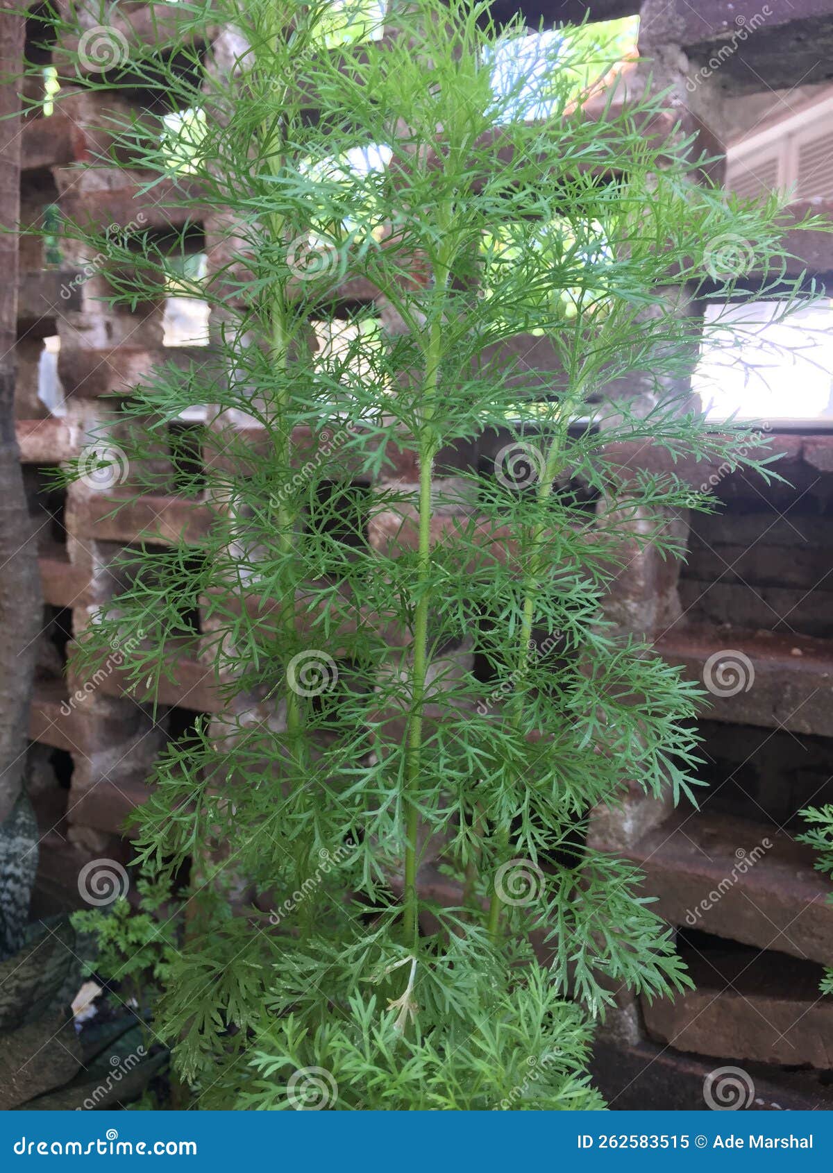 Dill plants stock image. Image of growing, medicinal 262583515
