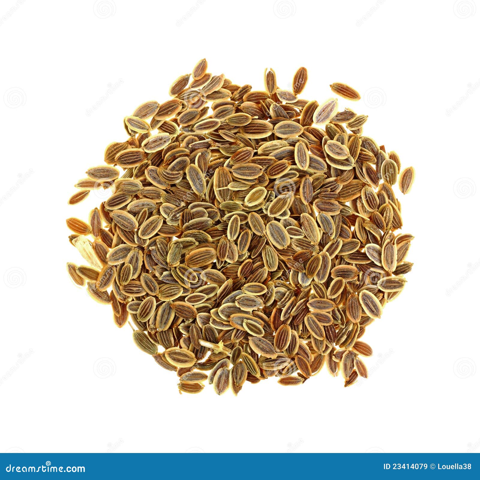 Dill Seeds stock image. Image of favorite, spice, seasoning 23414079