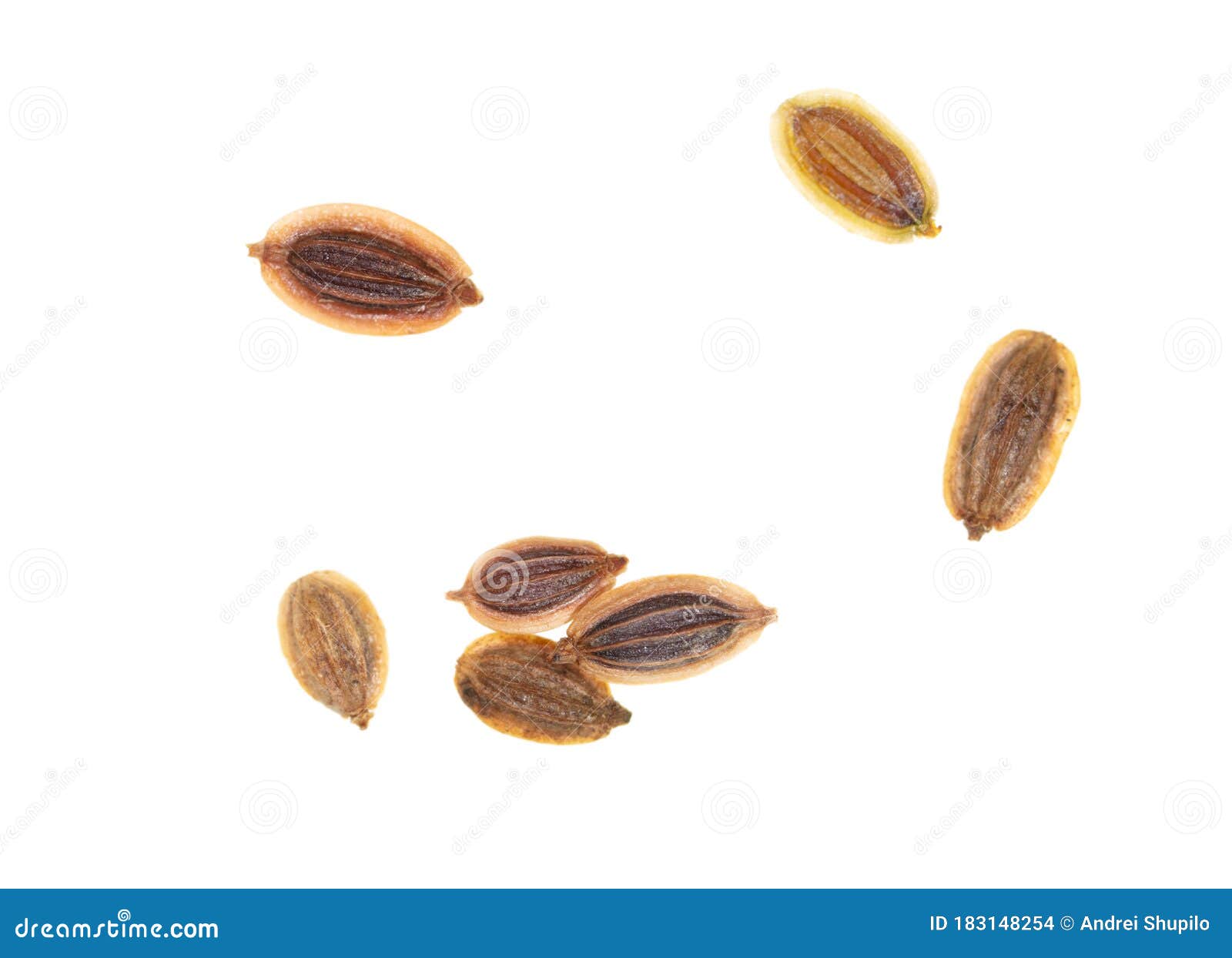 Dill Seeds Isolated on a White Background Stock Photo Image of indian