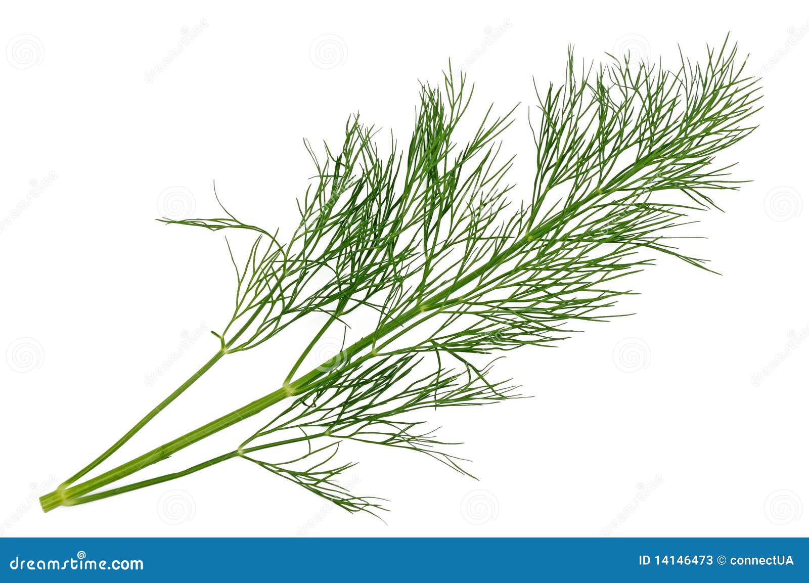 Dill Sprig Stock Photos Image 14146473