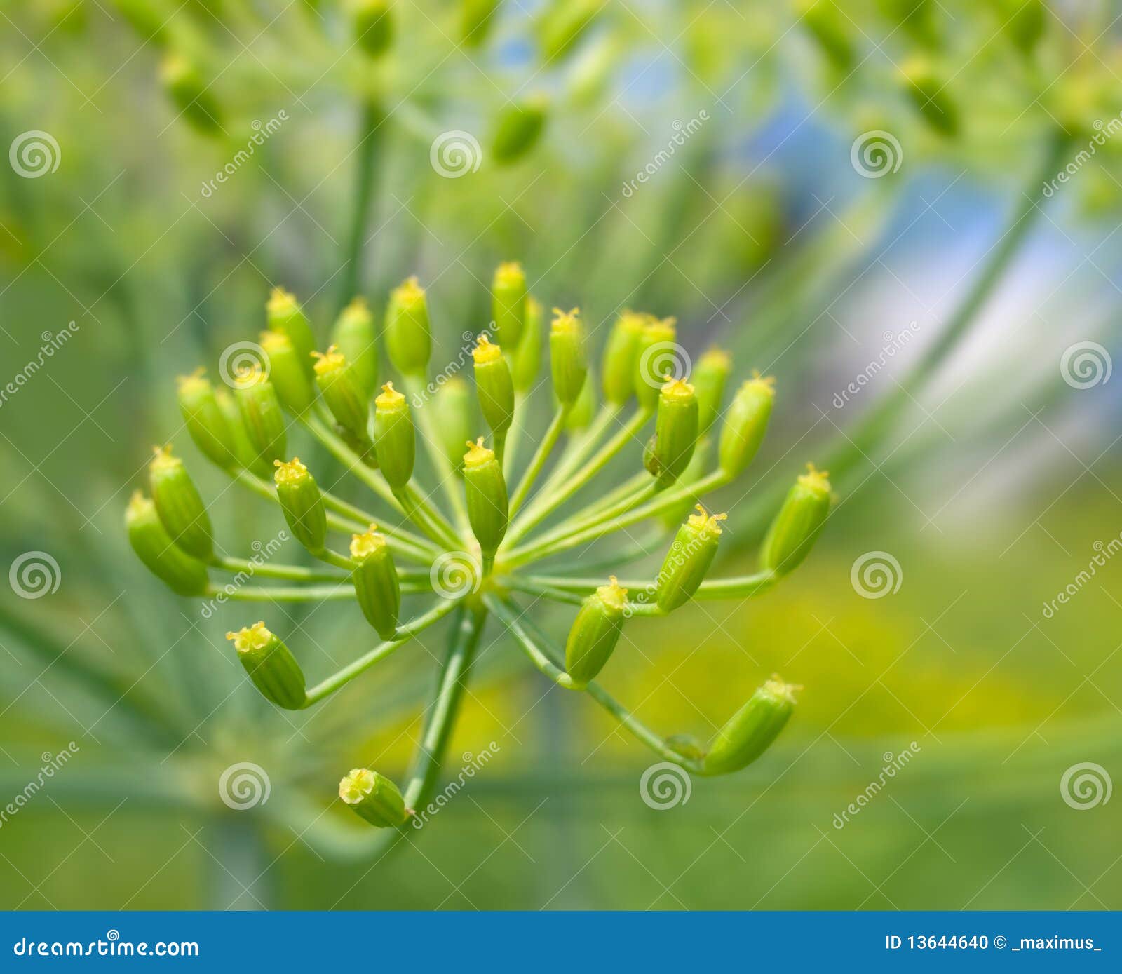 Dill sprout stock photo. Image of collection, botany 13644640