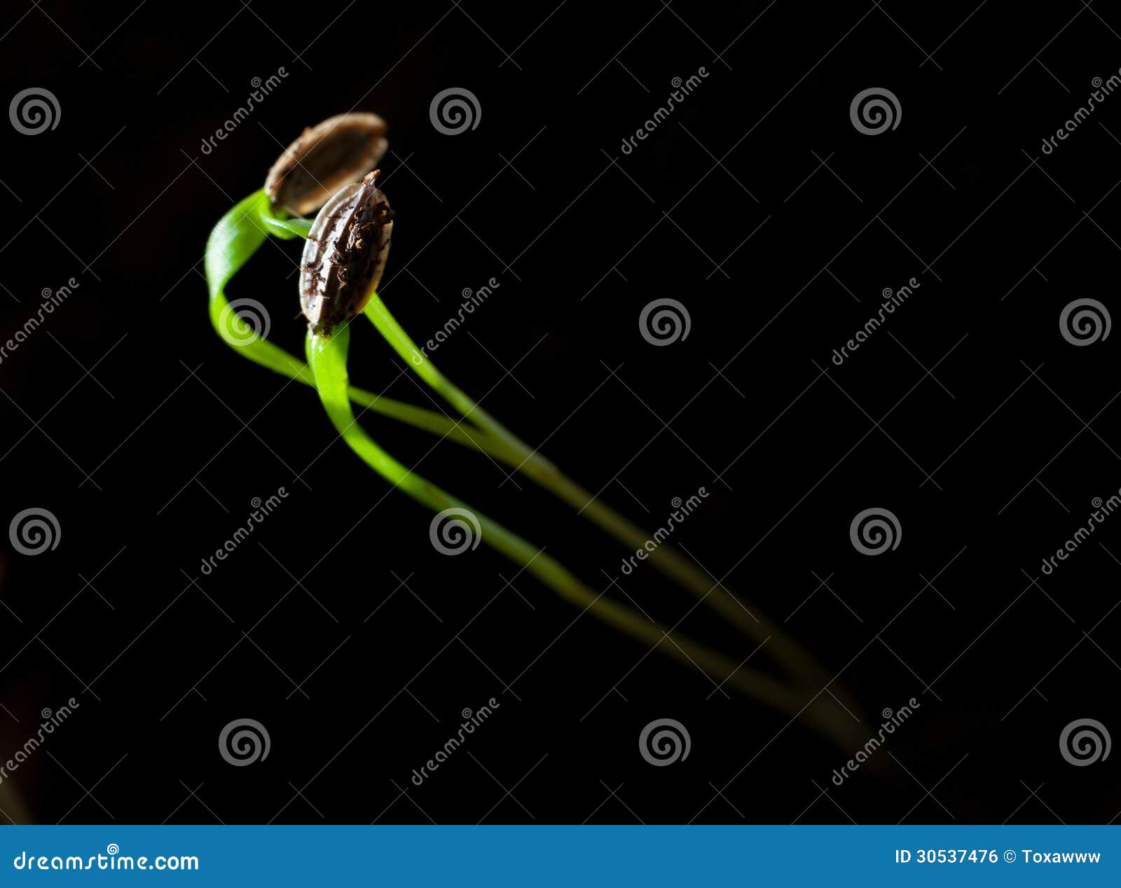 Dill sprout macro stock photo. Image of life, gardening 30537476