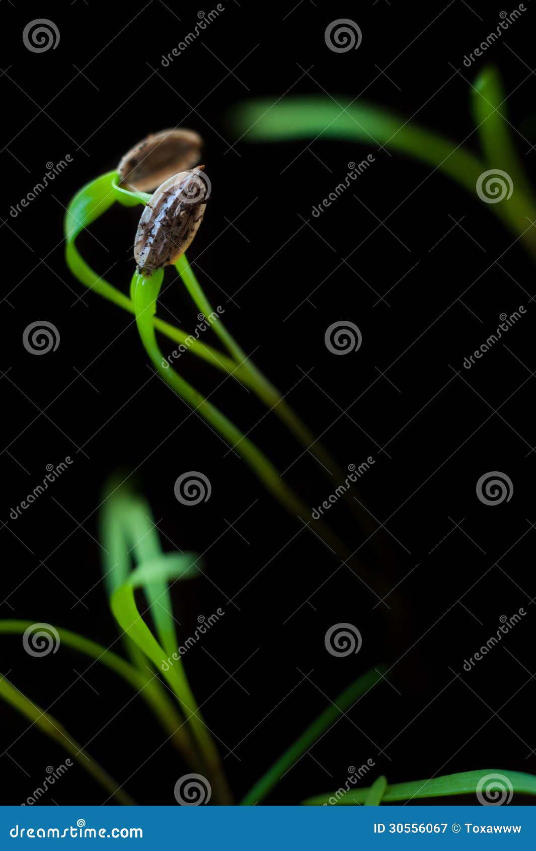 Dill sprout macro stock image. Image of cultivated, ecology 30556067