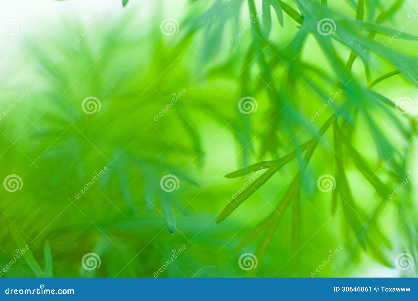 Dill sprouts stock image. Image of freshness, spring 30646061