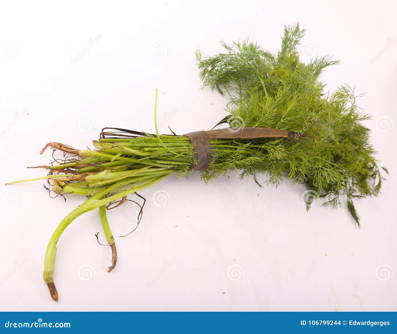 Dill vegetable stock photo. Image of dill, single, macro 106799244