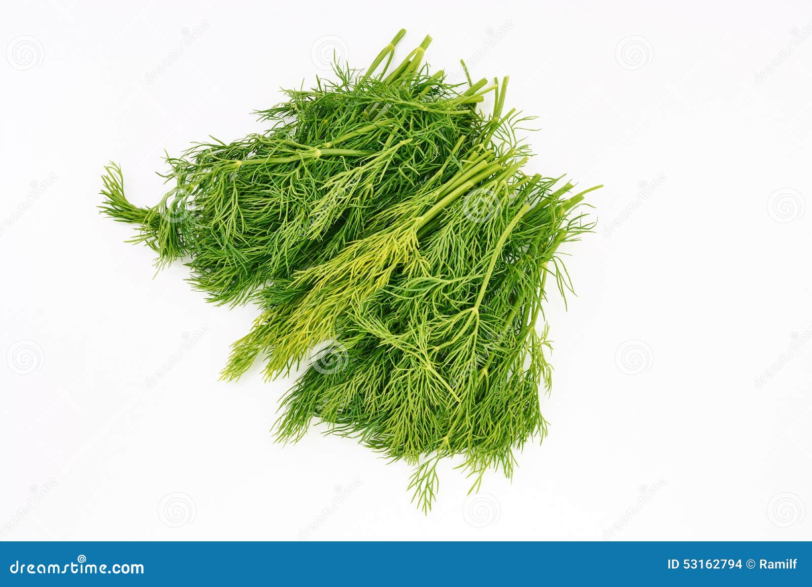 Dill on a white background stock photo. Image of sprig 53162794