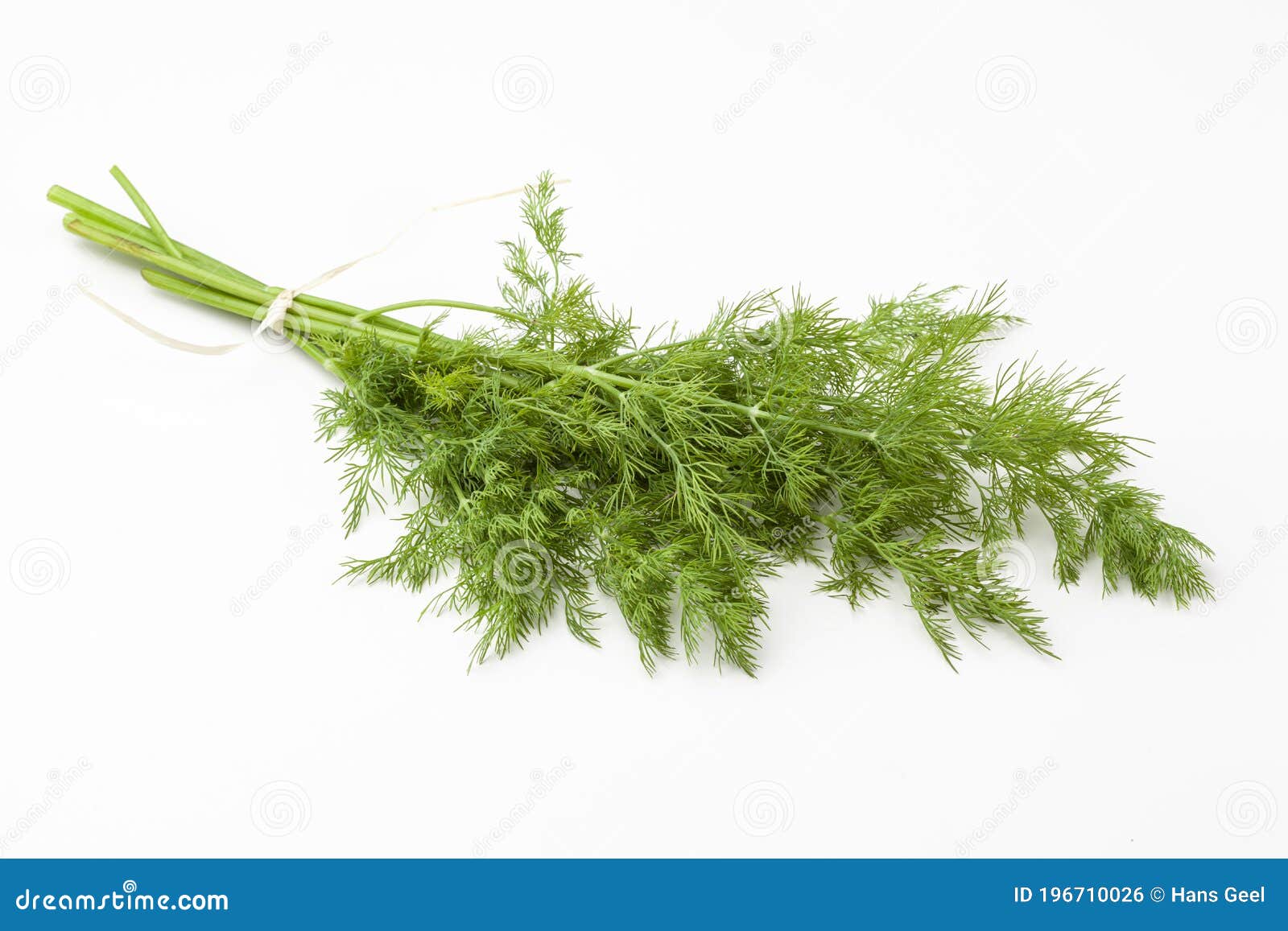 Dill on white stock photo. Image of fresh, branch, closeup 196710026