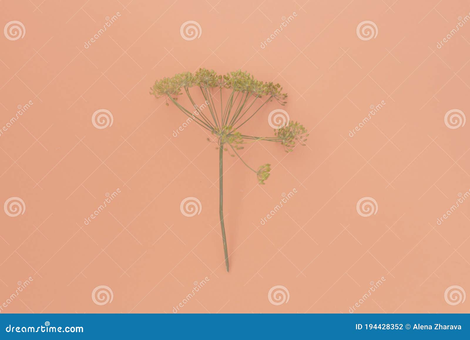 Dill Yellow Inflorescences with Seeds on Pink Background Stock Photo