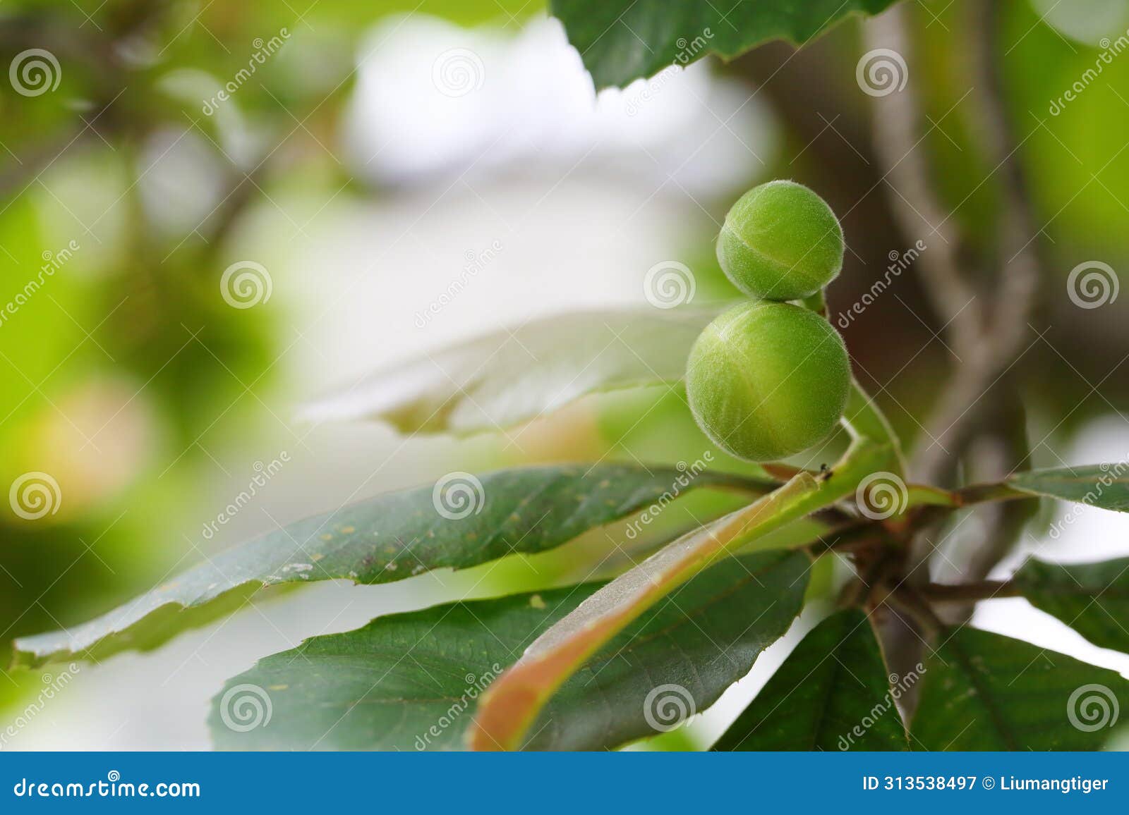 the buds of dillenia turbinata finet & gagnep.