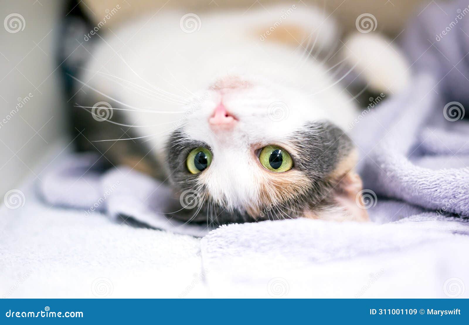 A Dilute Calico Cat Lying Upside Down on Its Back Stock Image Image of relaxed, friendly