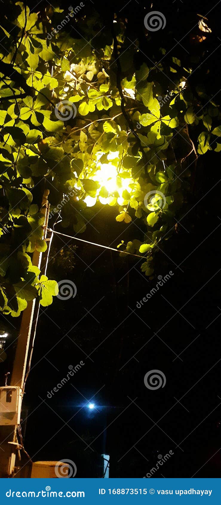 Dim light night lamp tree stock image. Image of lamp 168873515