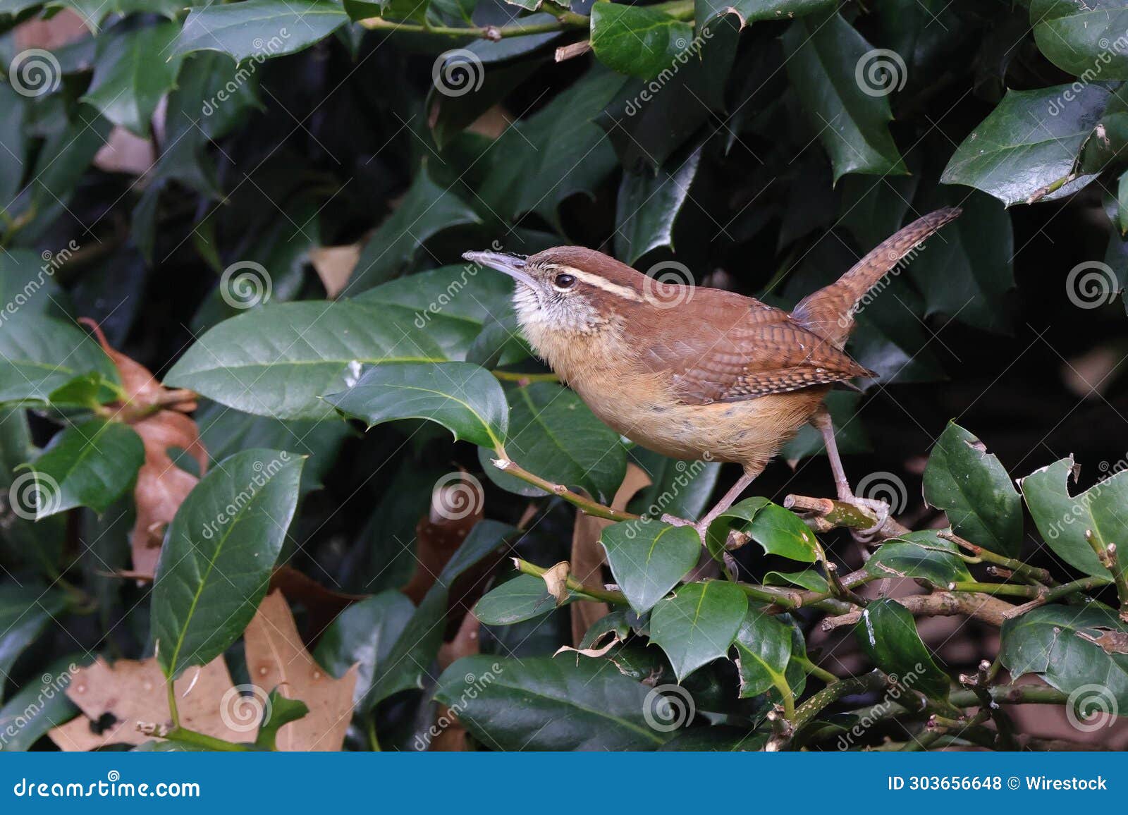 diminutive brown-hued wren perched on a lushly-foliaged tree branch