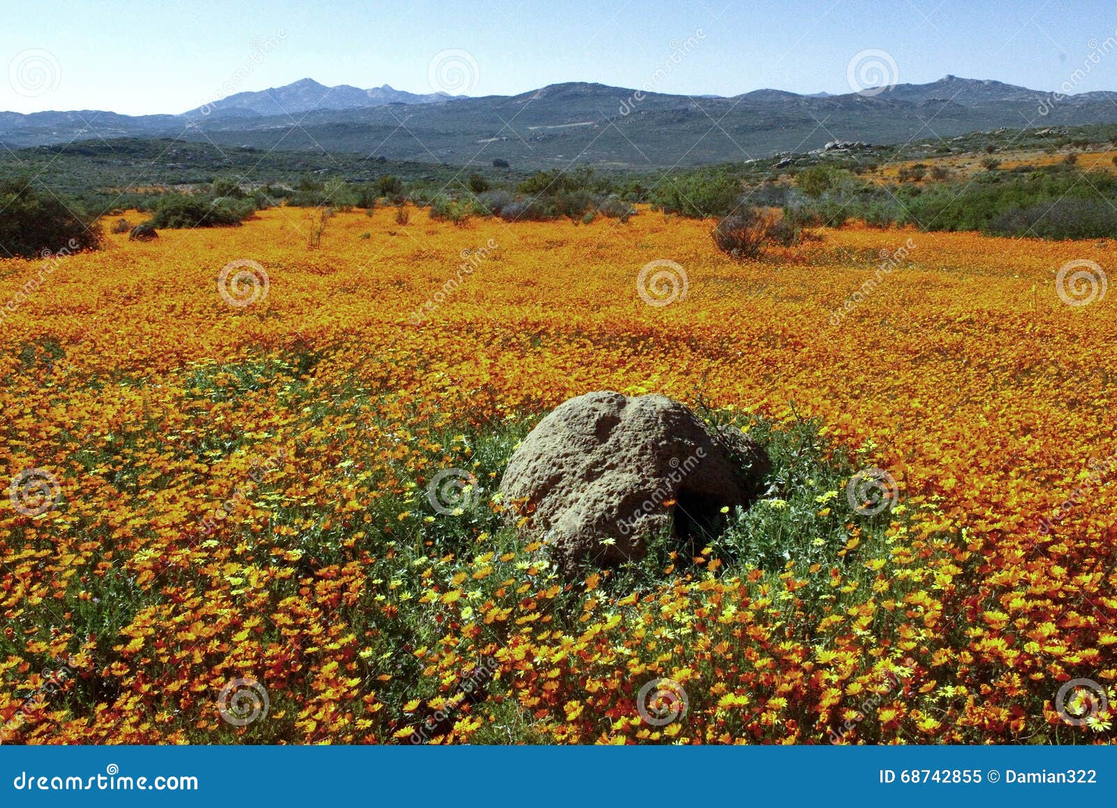 Dimorphotheca Sinuata Elk jaar barst het onvruchtbare semi-desert Namaqualand-landschap van open vlaktes en ruwe granietdagzomende aardlagen in een caleidoscoop van briljante kleuren met de eerste regens van de lente